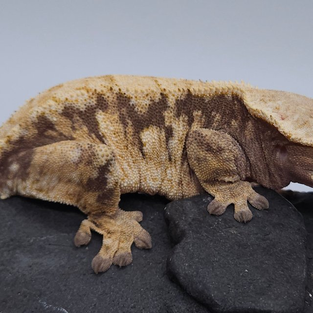 노멀 드리피 트라이 익스트림할리퀸