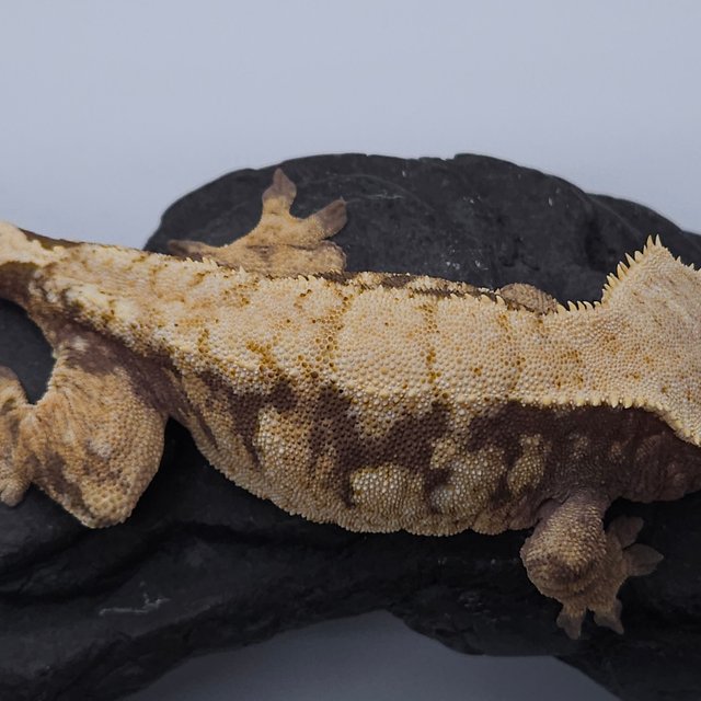 노멀 드리피 트라이 익스트림할리퀸