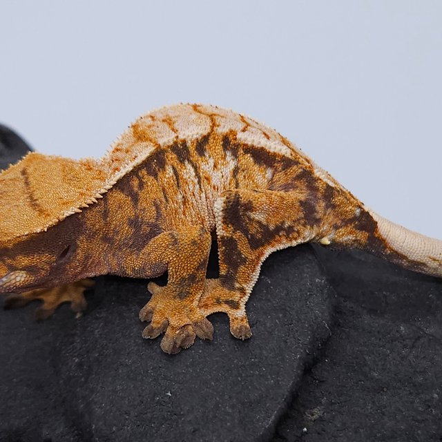 노멀 트라이 익스트림할리퀸