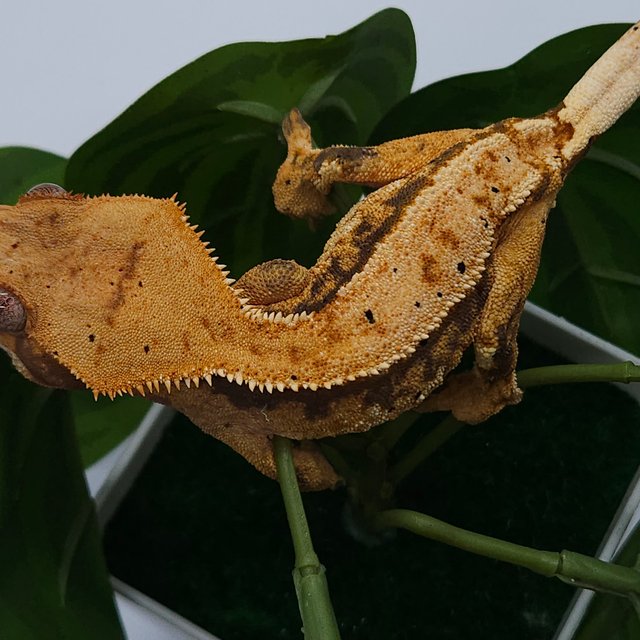 노멀 트라이 익스트림할리퀸