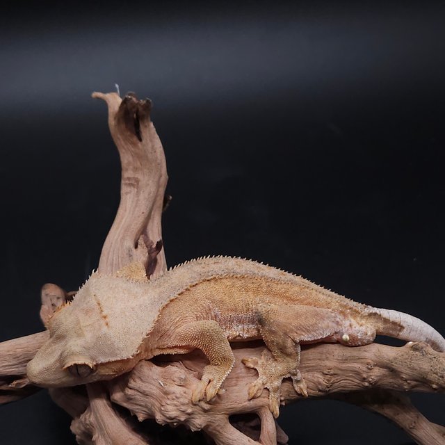 릴리100%헷아잔틱 팬텀