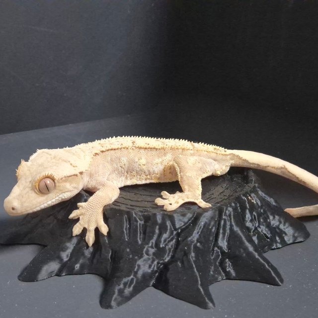 크림시클 핀스트라이프