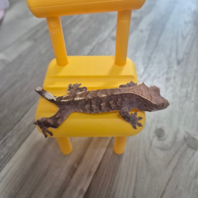 카푸치노 트라이