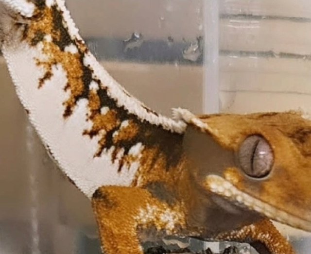 노멀 트라이 익스트림할리퀸