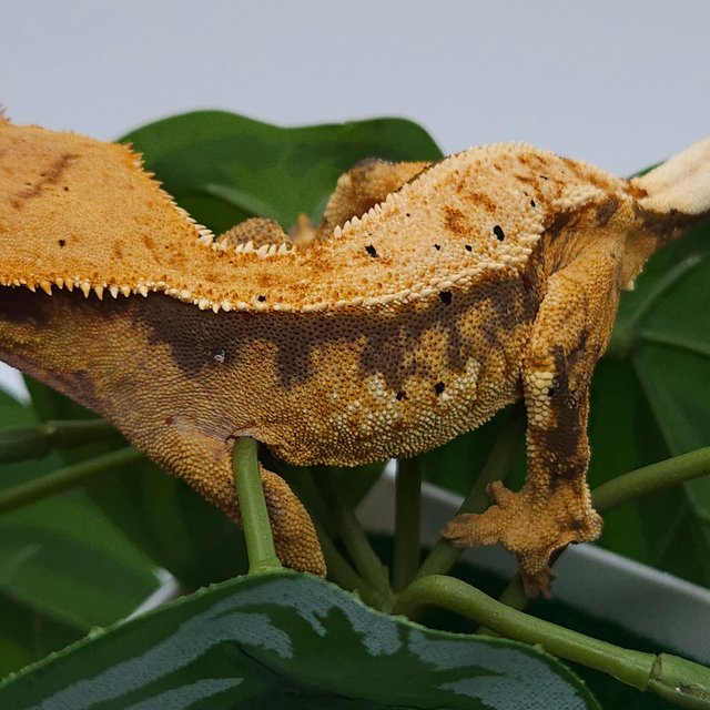 노멀 트라이 익스트림할리퀸