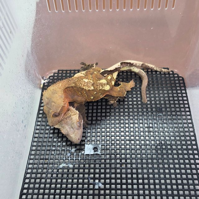 세이블 100%헷아잔틱