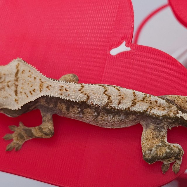 노멀 트라이 익스트림할리퀸