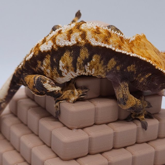 노멀 트라이 익스트림할리퀸