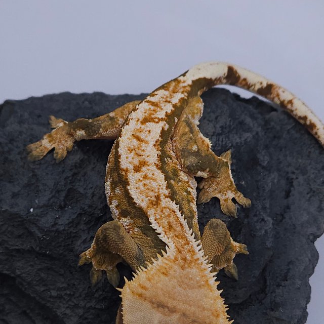 노멀 트라이 익스트림할리퀸