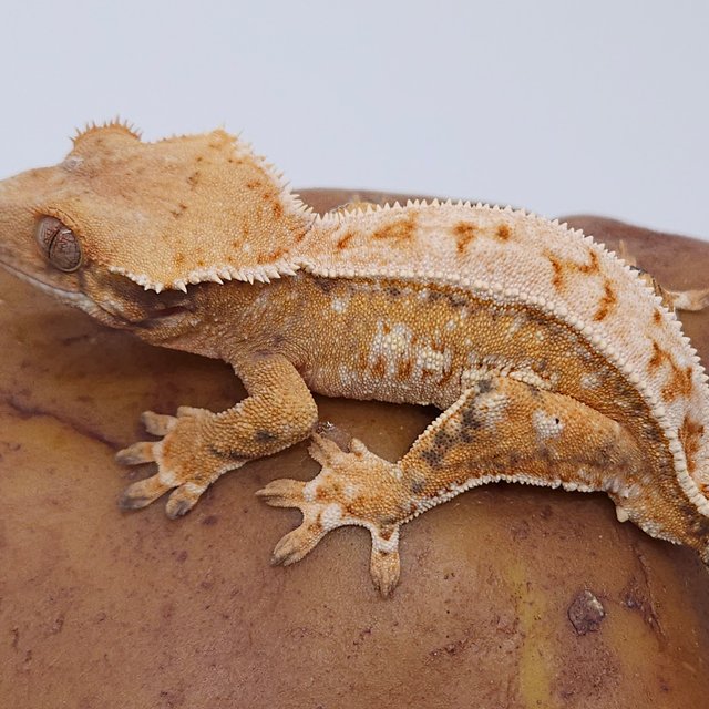 노멀 트라이 익스트림할리퀸