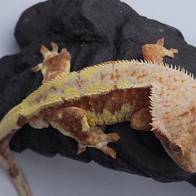 릴리화이트 레드