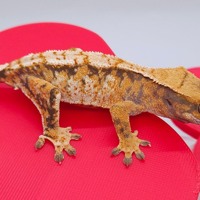 노멀 트라이 익스트림할리퀸