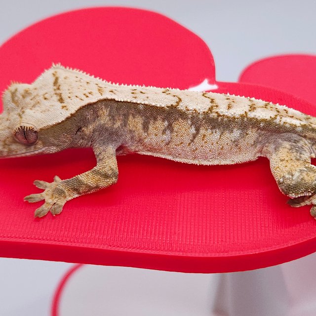 노멀 트라이 익스트림할리퀸