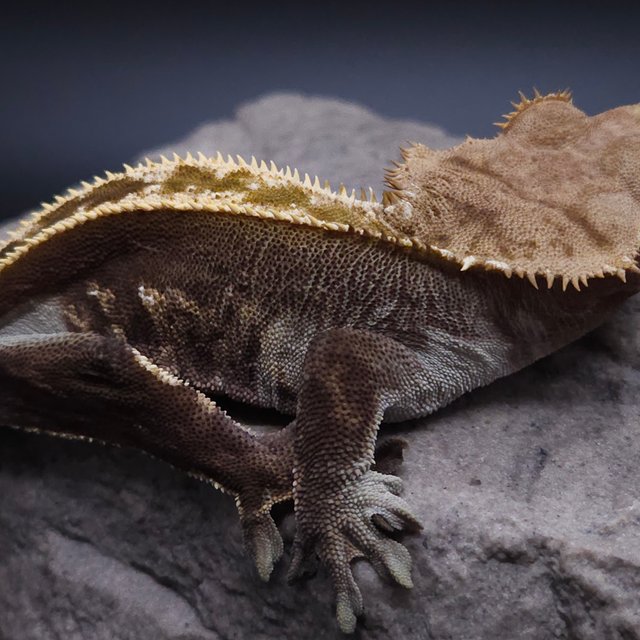 노멀 다크 풀핀