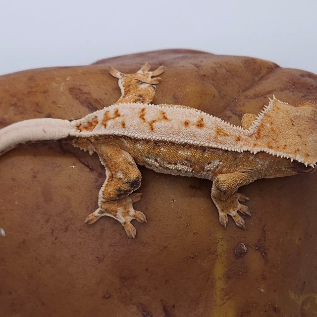 노멀 트라이 익스트림할리퀸