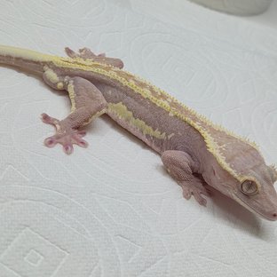 프라푸치노 파이드 (부)