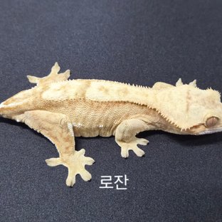 노멀 크림 레드 (모)