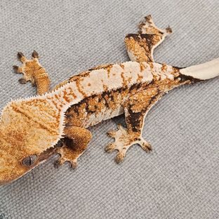 바브 트라이