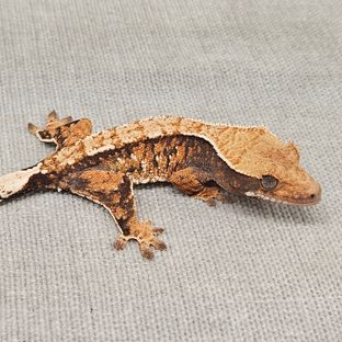 바브 트라이