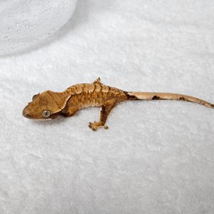 트라이 바브