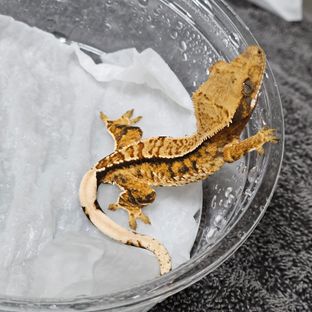 트라이 바브
