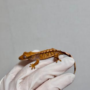 바브 트라이