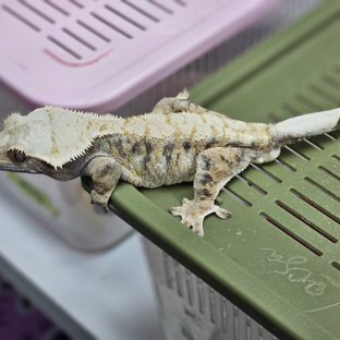 바브 트라이