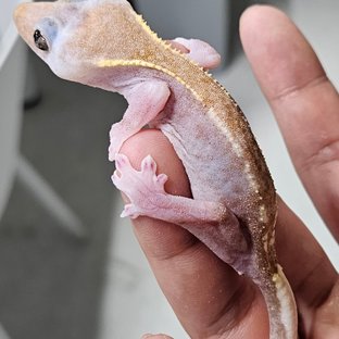 브루니