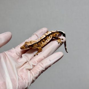 트라이 바브