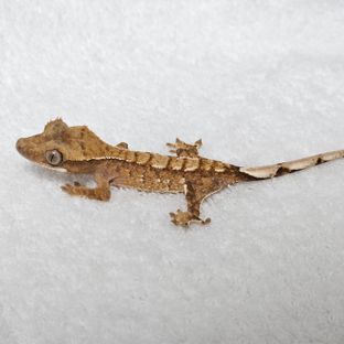트라이 바브