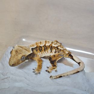트라이 바브