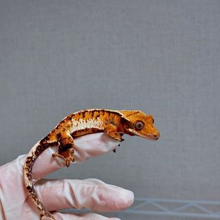 트라이 바브