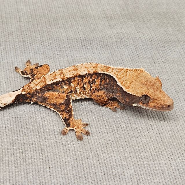 바브 트라이