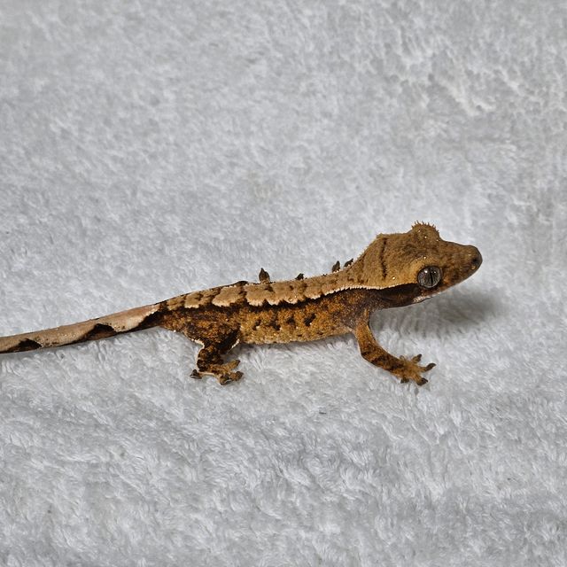 트라이 바브