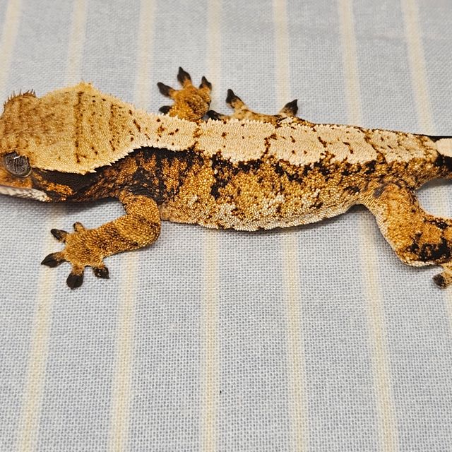 트라이 바브