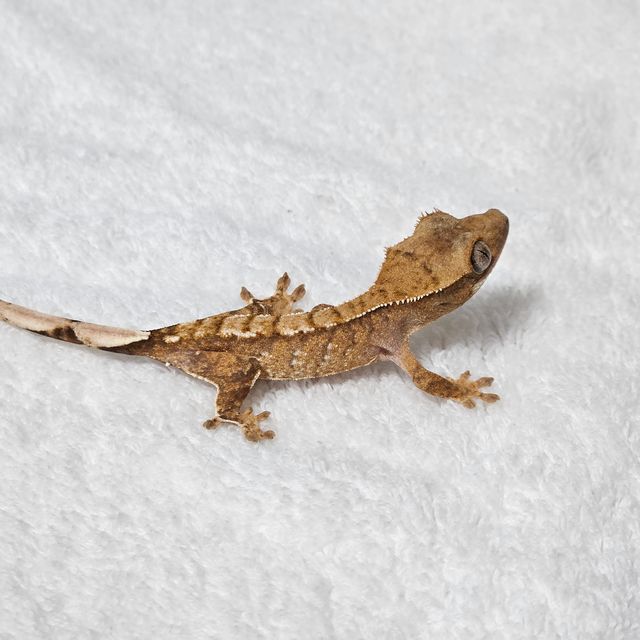 트라이 바브