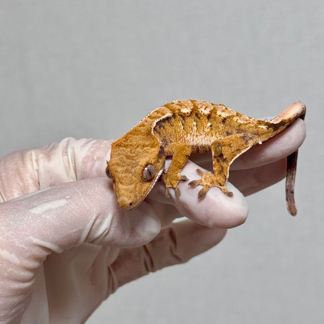 트라이 바브