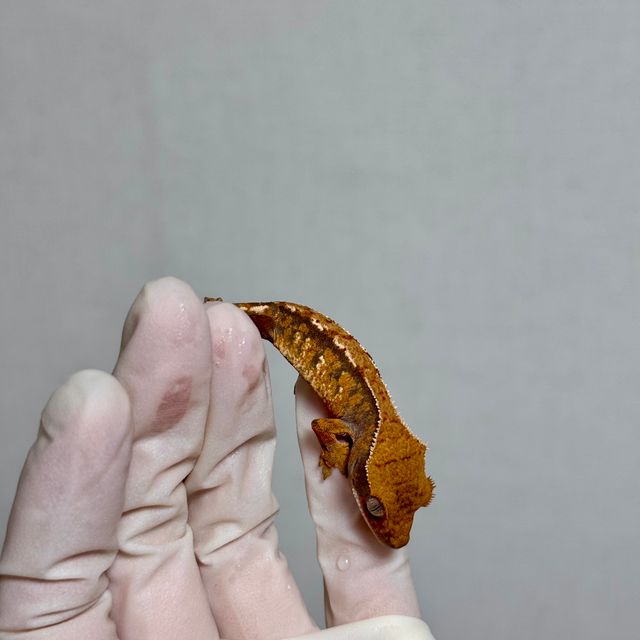 바브 트라이