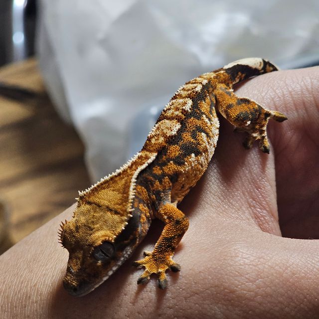 트라이 바브
