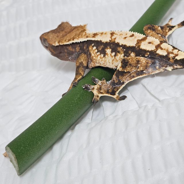 텐저린 트라이 바브