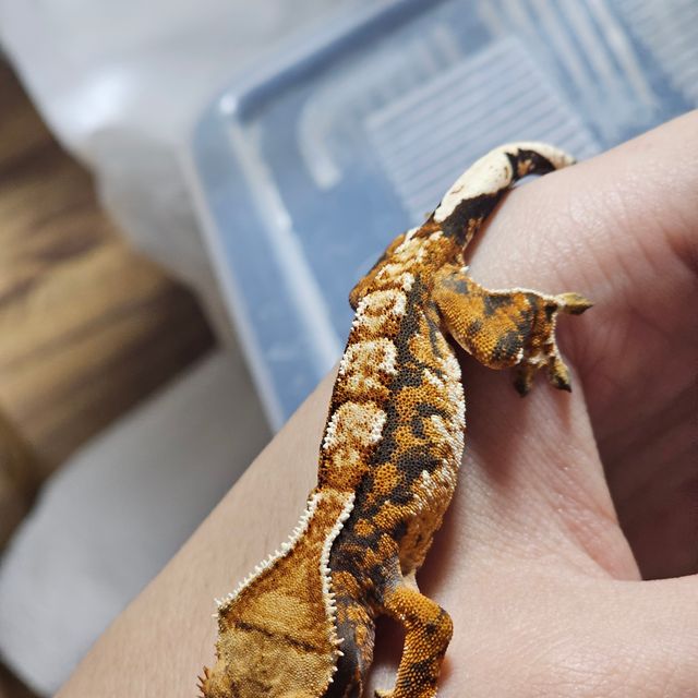 트라이 바브