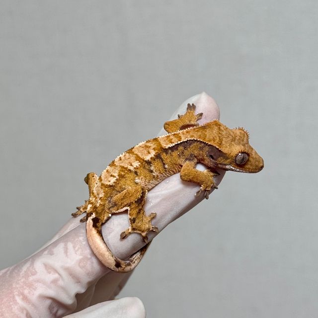 트라이 바브