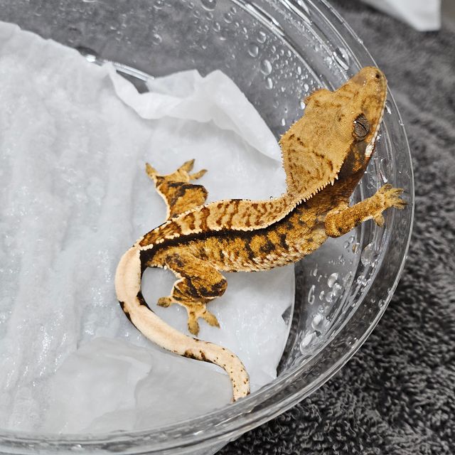 트라이 바브