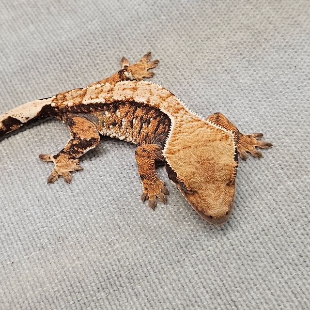 바브 트라이
