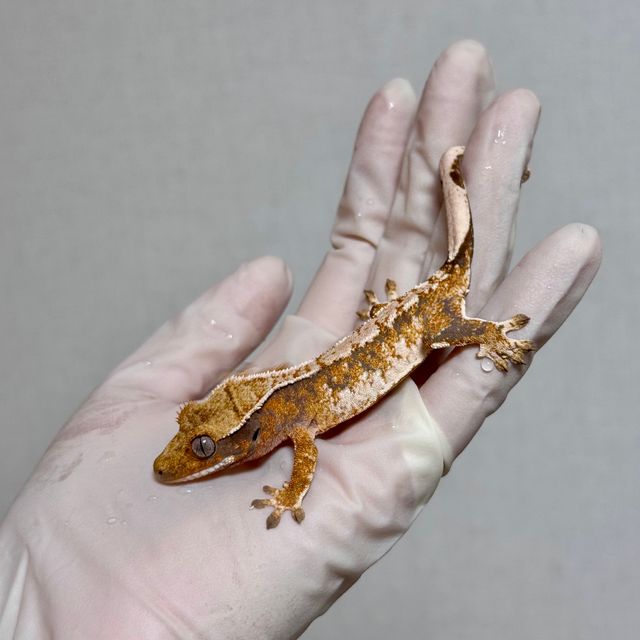 트라이 바브