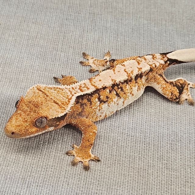 바브 트라이