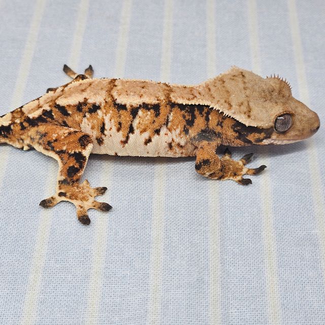트라이 익스트림할리퀸 바브