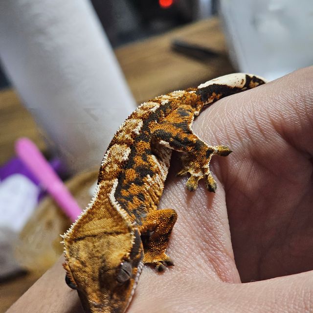 트라이 바브