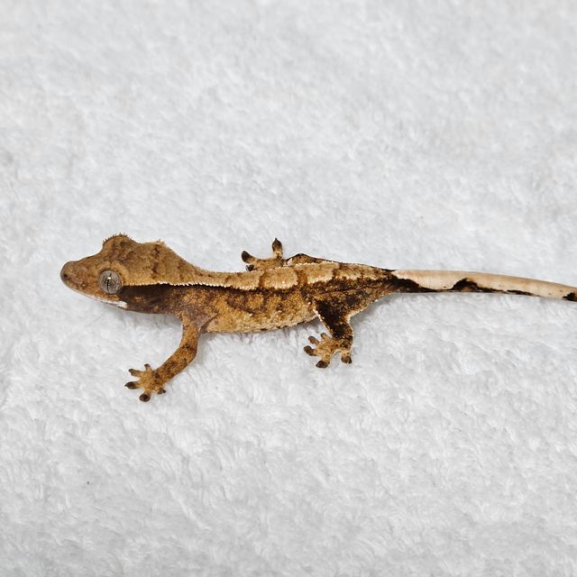 트라이 바브
