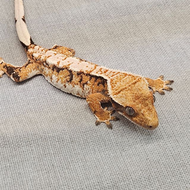바브 트라이